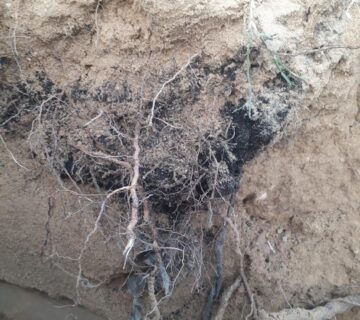 Biochar 3 360x320