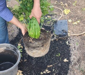 Biochar 7 360x320