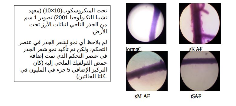 نتائج تجربة حمض الفولفيك