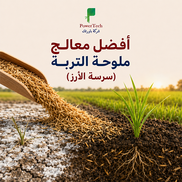 أفضل معالج ملوحة التربة (سرسة الأرز)
